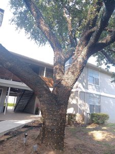 Landscaping in Keller, TX
